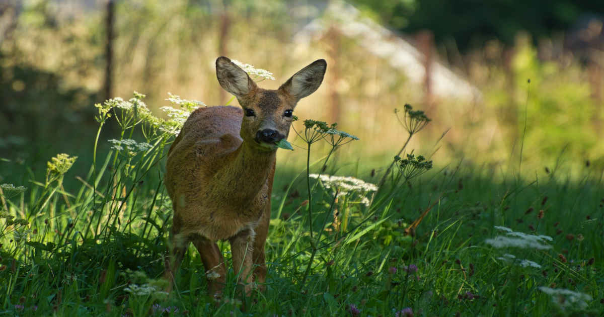 Doe eating a plot